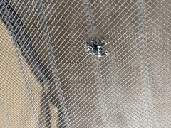Phidippus audax
