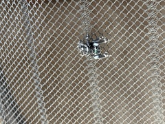 Phidippus audax