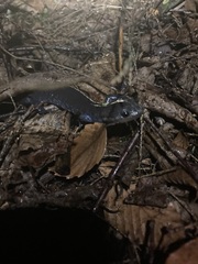 Ambystoma jeffersonianum