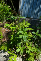 Silene latifolia
