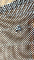 Phidippus audax