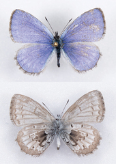 Celastrina asheri
