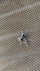 Phidippus audax