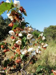 Dombeya burgessiae