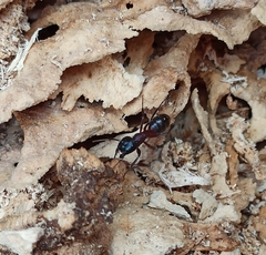Camponotus ligniperda
