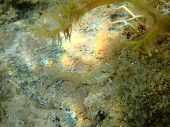 Microlipophrys dalmatinus