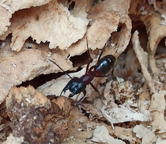 Camponotus ligniperda