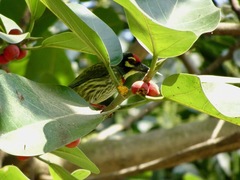 Psilopogon haemacephalus