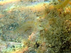 Microlipophrys dalmatinus