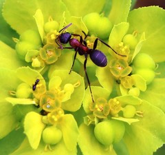 Camponotus ligniperda
