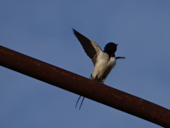 Hirundo rustica