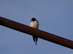 Hirundo rustica