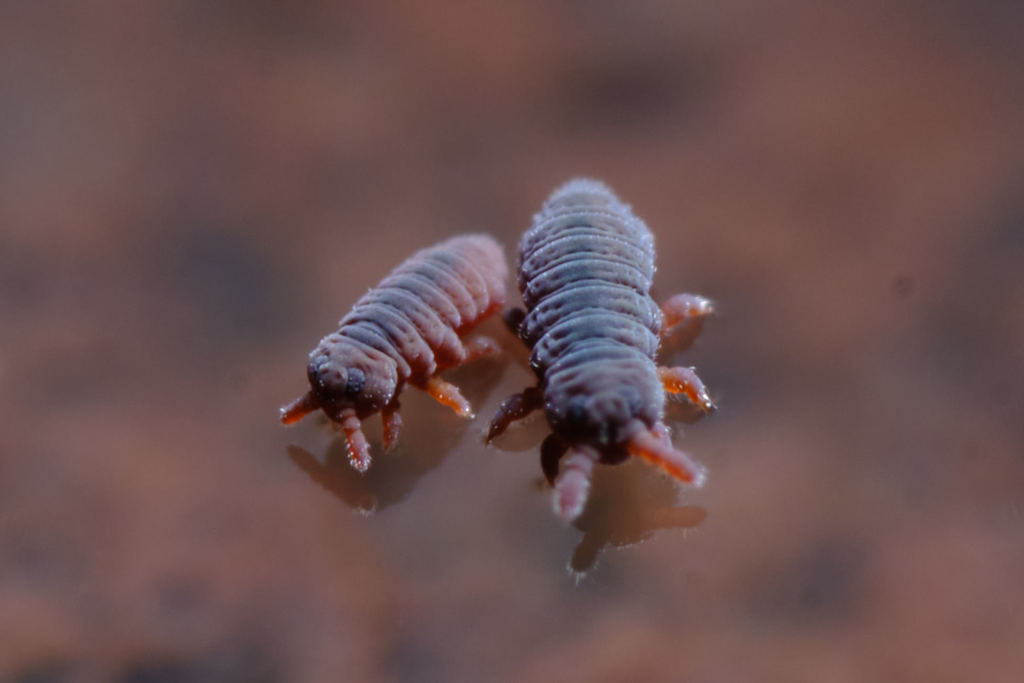 Plump Springtails