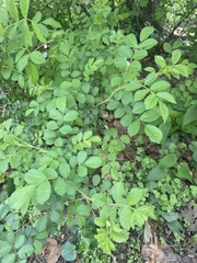 Rosa multiflora