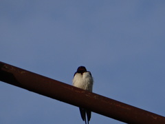 Hirundo rustica
