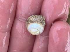 Steromphala cineraria