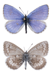 Celastrina asheri