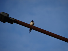 Hirundo rustica