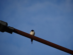 Hirundo rustica