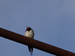 Hirundo rustica