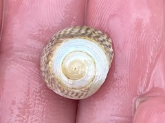 Steromphala cineraria