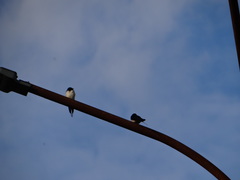 Hirundo rustica