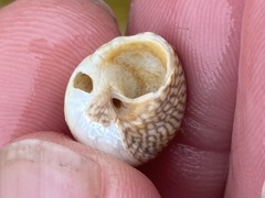 Steromphala cineraria