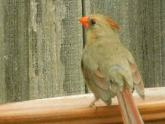 Cardinalis cardinalis