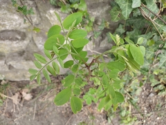 Robinia pseudoacacia