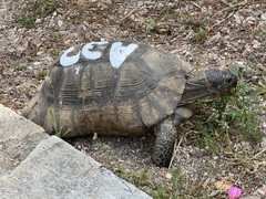 Testudo marginata