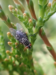 Brachycera