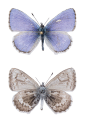 Celastrina asheri