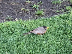 Turdus migratorius