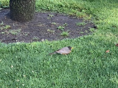 Turdus migratorius