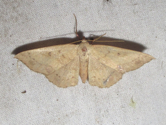 Semaeopus gracilata