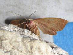 Semaeopus gracilata