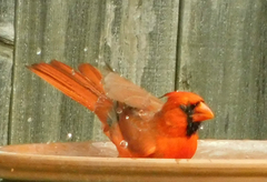 Cardinalis cardinalis