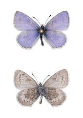 Celastrina asheri