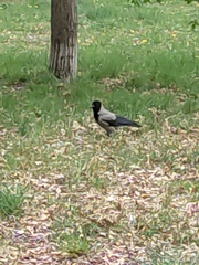Corvus cornix