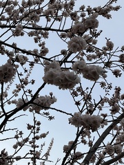 Prunus mandshurica