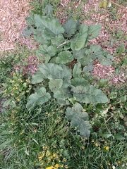 Arctium