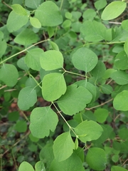 Symphoricarpos albus