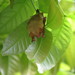 金黃鼠耳蝠 - Photo 由 Hong 所上傳的 (c) Hong，保留部份權利CC BY-NC