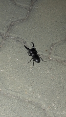 Serrognathus titanus castanicolor