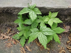 Geranium nodosum