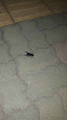 Serrognathus titanus castanicolor