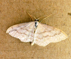 Scopula floslactata