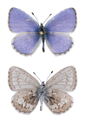 Celastrina asheri