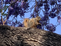 Sciurus niger