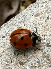 Coccinella septempunctata